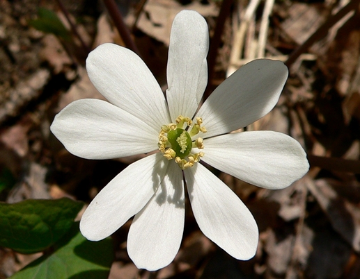 {Jeffersonia diphylla}